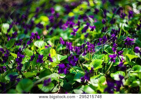 Viola Odorata - Sweet Violet, English Violet, Common Violet, Or Garden Violet