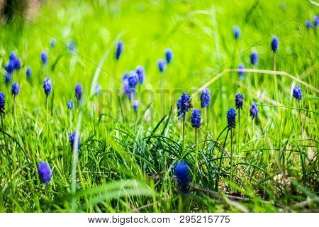 Wild Hyacinth Flowers
