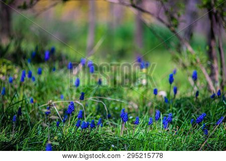 Wild Hyacinth Flowers