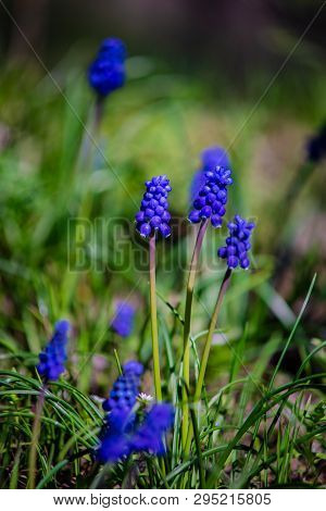 Wild Hyacinth Flowers