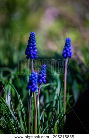 Wild Hyacinth Flowers