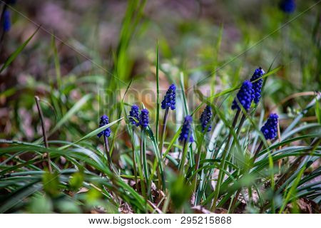Wild Hyacinth Flowers