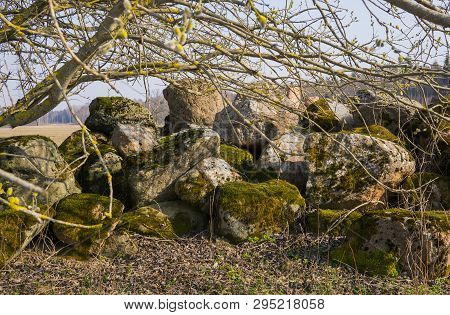 A Willow Bush With Open Male Earrings Full Of Pollen Near A Pile Of Stones In The Field.