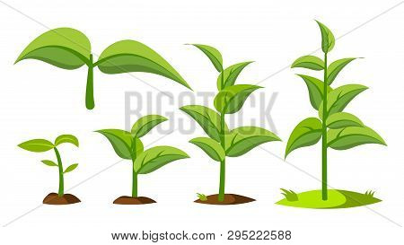 Saplings, Sprouts Growth Stages Vector Drawings Set. Green Saplings Growing In Soil Isolated Clipart