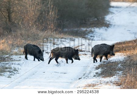 Wild Boars In Forest On Snow
