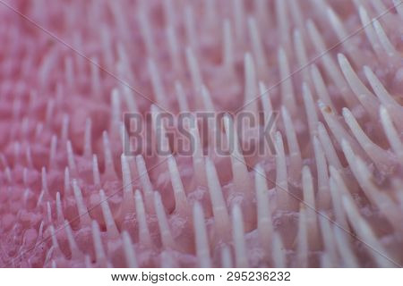 Extreme Macro Of A Cat Tongue