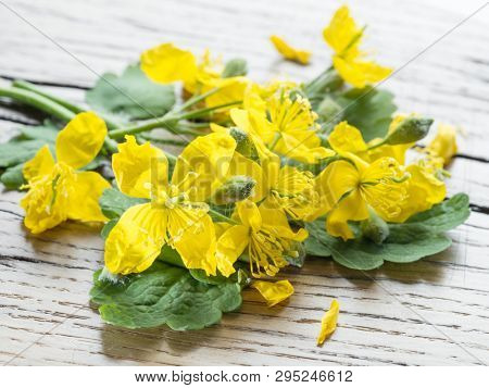 Greater celandine flower, swallowwort on the wooden background.