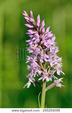 Closeup Of A Common Spotted Orchid (dactylorhiza) In Bloom