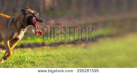 One Belgian Malinois Dog Quickly Runs With Rope Toy In Mouth Outside At Dog Park With Copy Space.