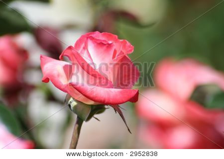Otevření Rose