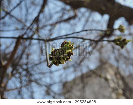 Blooming Tree Bud Against The Blue Sky On A Spring Day
