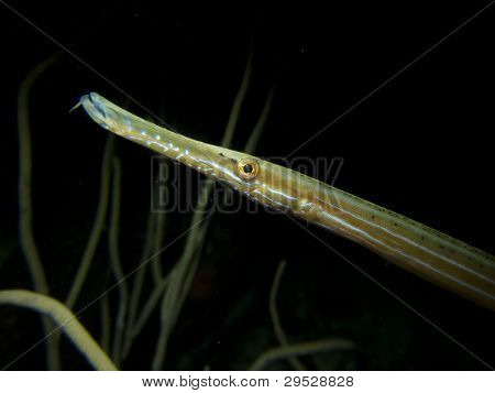 Trumpet Fish