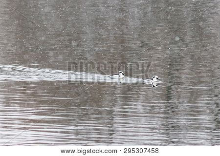 Smew Ducks Are Swimming In Moscow River