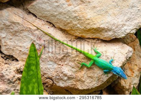 Blue Headed Anole Brightly Colored Lizard In Cuba