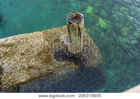 Barnacles Cling To A Piling That Has Been Cut In Ruston, Washington.