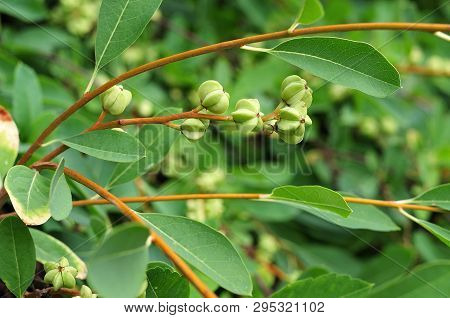 Close Up Of A Twig Of Exochorda, The Pearl Bush, With Green Fruits Of Fused Carpels In A Garden Hedg