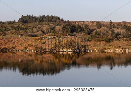 Vegetation Around Clifden Bay