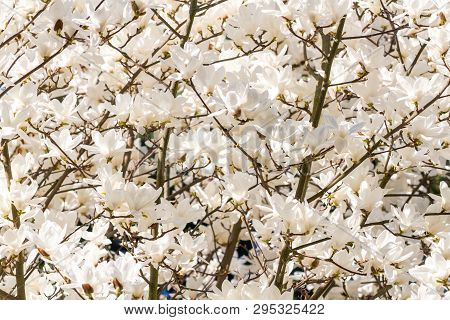 Deatail Of Y Yulan Magnolia - Magnolia Denudata