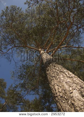 Pinetree