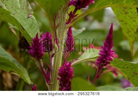 Bright Dark Pink Flower Celosis Blooming In The Garden On The Green Background. Early Autumn