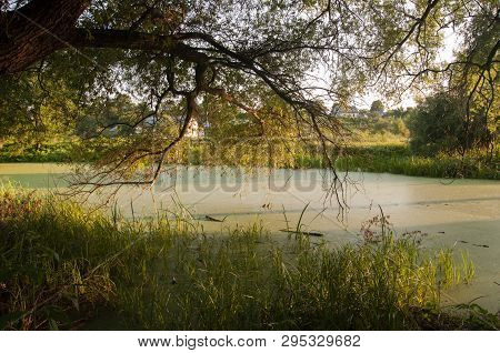 Small Lake In The Green Forest With A Lot Of  Duckweed And No Reflections Of  Trees In The Water.  S