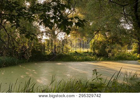 Small Lake In The Green Forest With A Lot Of  Duckweed And No Reflections Of  Trees In The Water.  S