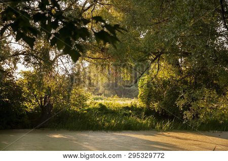 Small Lake In The Green Forest With A Lot Of  Duckweed And No Reflections Of  Trees In The Water.  S
