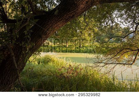 Small Lake In The Green Forest With A Lot Of  Duckweed And No Reflections Of  Trees In The Water.  S