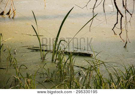 Small Lake In The Green Forest With A Lot Of  Duckweed And No Reflections Of  Trees In The Water.  S