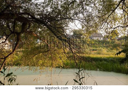 Small Lake In The Green Forest With A Lot Of  Duckweed And No Reflections Of  Trees In The Water.  S