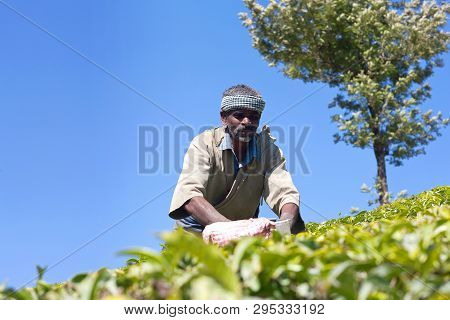 Munnar, India - January 19, 2019: Tea Picker Working In Tea Plantation In Kerala State. Only Uppermo