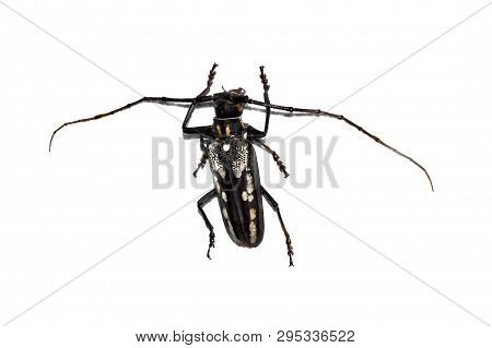 Big Brown Beetle, Isolate On A White Background, Batocera Lineolata