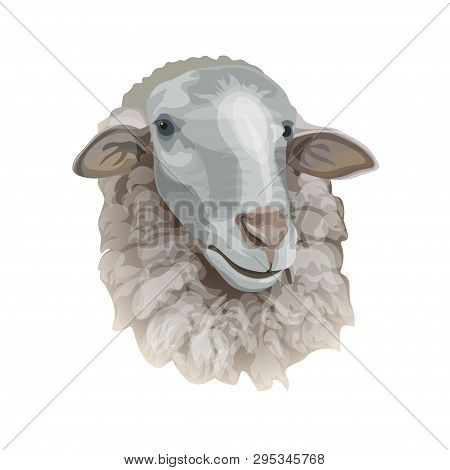 Sheep Head Portrait. Vector Illustration Isolated On White Background