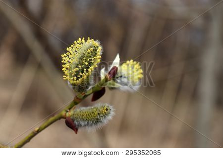 Pussy Willow Branch, Verba Flowers In Spring Forest. Palm Sunday Symbol, Easter Background