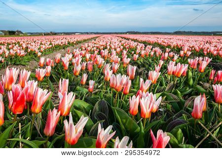 Tulip Flowers Field Of The Netherlands. A Wid Close Up Shot