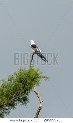 White And Grey Male Swallow-tailed Kite Elanoides Forficatus