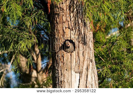 Northern Flicker Colaptes Auratus At The Entrance Of Its Nest