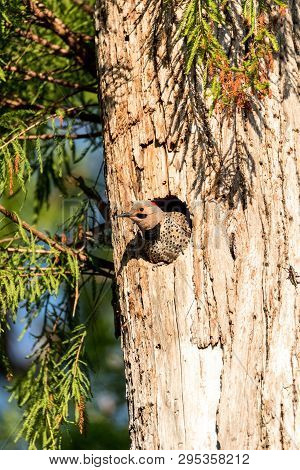 Northern Flicker Colaptes Auratus At The Entrance Of Its Nest