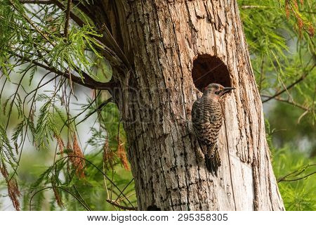Northern Flicker Colaptes Auratus At The Entrance Of Its Nest