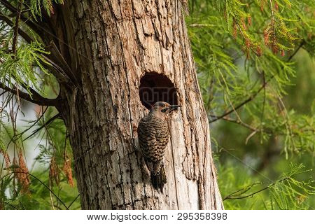 Northern Flicker Colaptes Auratus At The Entrance Of Its Nest