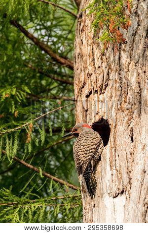 Northern Flicker Colaptes Auratus At The Entrance Of Its Nest