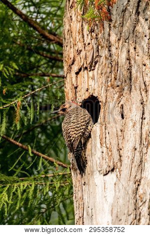 Northern Flicker Colaptes Auratus At The Entrance Of Its Nest