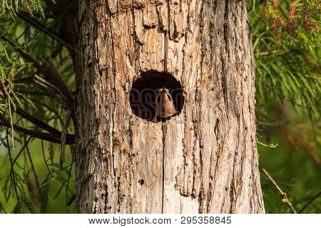 Northern Flicker Colaptes Auratus At The Entrance Of It’s Nest In A Pine Tree