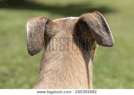 A Close Up View Of The Back Of An Small Dogs Head That Is Looking Into The Distance On The Garden