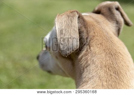 A Close Up View Of The Side Of An Small Dogs Head That Is Looking Into The Distance On The Garden