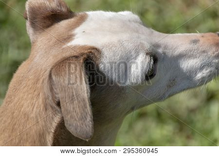 A Close Up View Of The Top Of An Small Dogs Head That Is Looking Into The Distance On The Garden