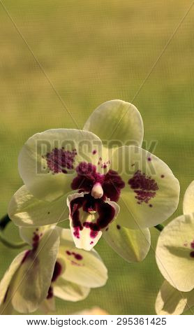 Cluster Of White Phalaenopsis Schilleriana Orchid