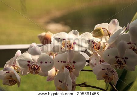 Cluster Of White Phalaenopsis Schilleriana Orchid