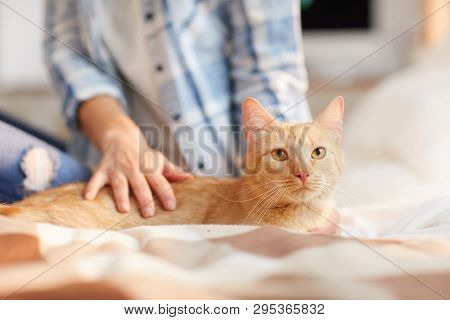 Warm Toned Portrait Of Unrecognizable Woman Stroking Gorgeous Ginder Cat Sitting On Bed, Copy Space