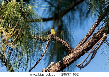 Pine Warbler Setophaga Pinus Perches In A Tree In Naples, Florida